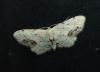 Idaea dimidiata